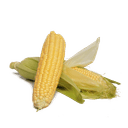 Кукуруза молодая