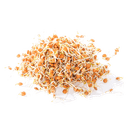 Проростки красной чечевицы