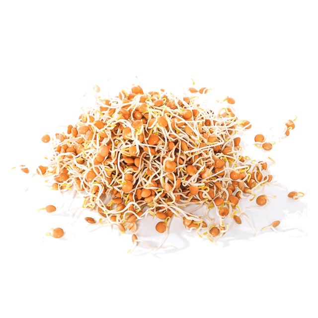 Проростки красной чечевицы