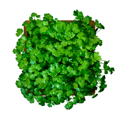 Сельдерей