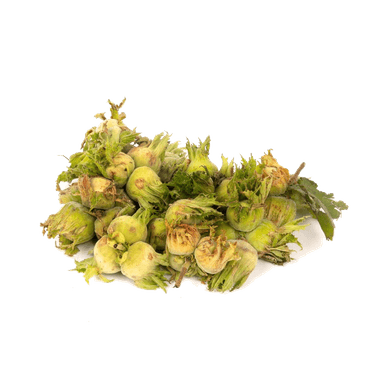 Фундук