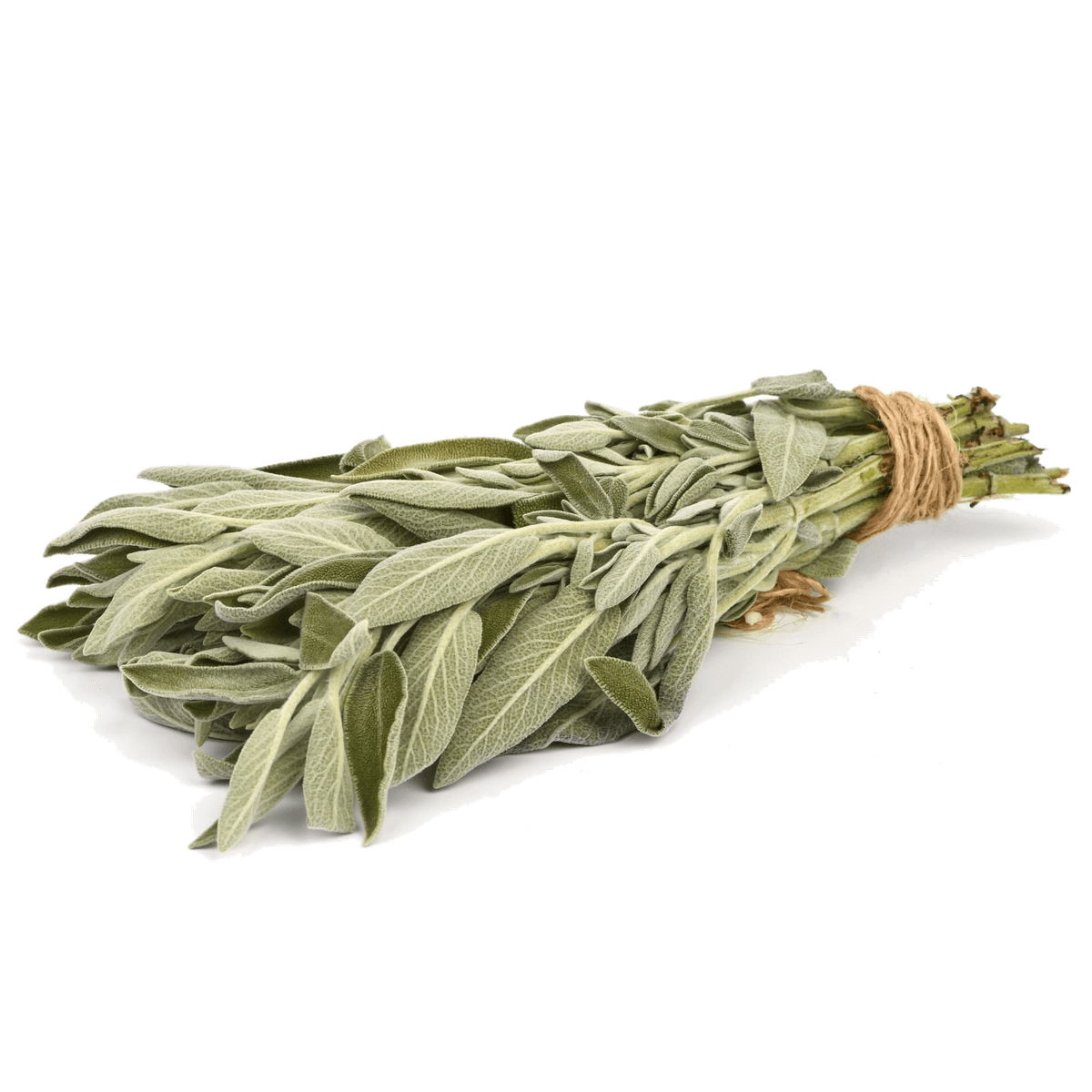 Шалфей
