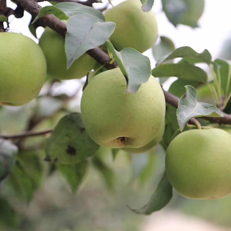 Груша Зеленая жемчужина (Green Jewellery Pear) — изображение 3